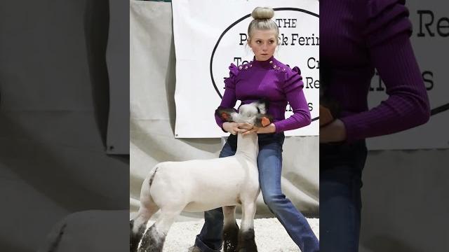 Karis’ ewe crouton’s transformation at a livestock show ! #showsheep #sheep #livestockshow Karis’ ewe crouton’s transformation at a livestock show ! #showsheep #sheep #livestockshow