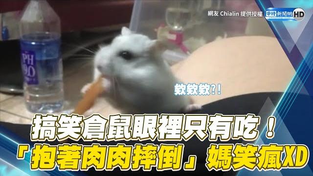 搞笑倉鼠眼裡只有吃! 「抱著肉肉摔倒」媽笑瘋 @chinatimes 搞笑倉鼠眼裡只有吃! 「抱著肉肉摔倒」媽笑瘋 @chinatimes