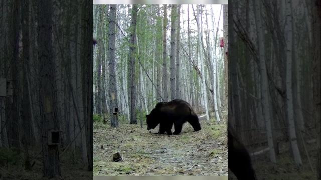 Взял след. #медведь #bear #фотоловушка Взял след. #медведь #bear #фотоловушка