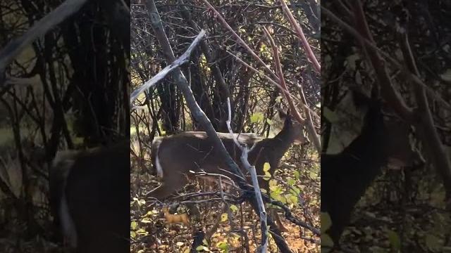 Shy deer Shy deer