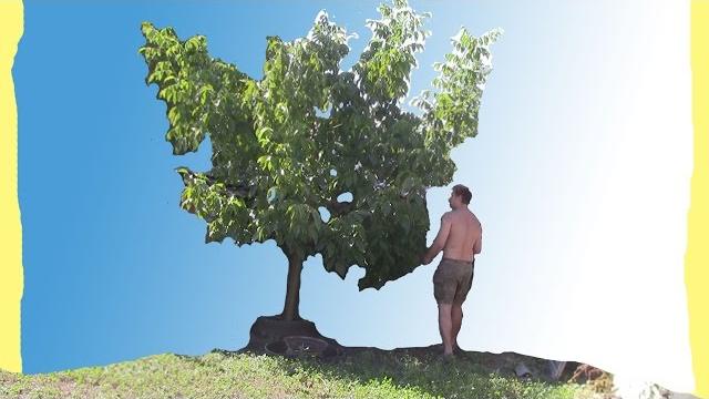 Ореховый сад . второй год Ореховый сад . второй год