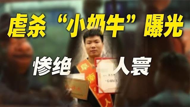 虐杀“小奶牛”事件曝光,卧底“虐杀群”:他们的手段有多残忍#精选中国热搜热议话题 虐杀“小奶牛”事件曝光,卧底“虐杀群”:他们的手段有多残忍#精选中国热搜热议话题