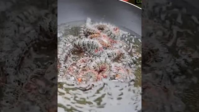 Goreng ulat bulu renyah gurih mantap#viral #mukbang Goreng ulat bulu renyah gurih mantap#viral #mukbang