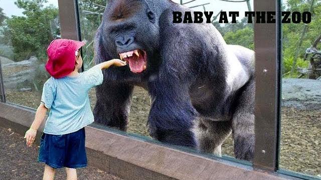 Try not to laugh | funny babies at the zoo - laugh trigger Try not to laugh | funny babies at the zoo - laugh trigger