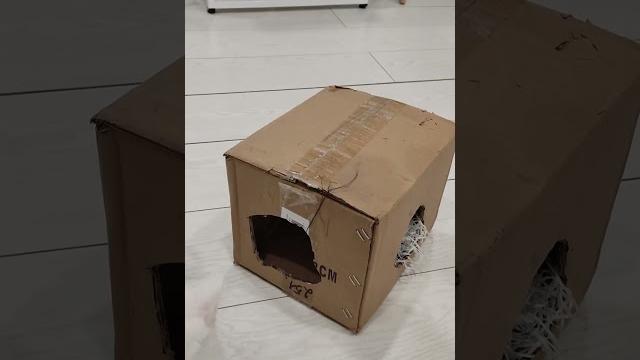 Котенок тортик играет Котенок тортик играет