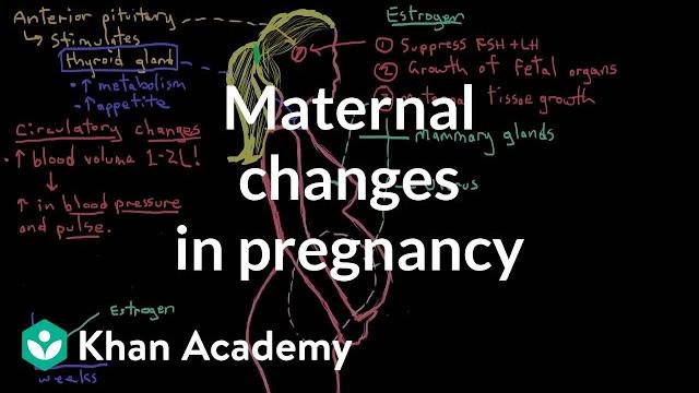 Maternal changes in pregnancy | reproductive system physiology | nclex-rn | khan academy Maternal changes in pregnancy | reproductive system physiology | nclex-rn | khan academy