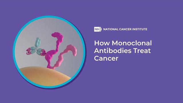 How monoclonal antibodies treat cancer How monoclonal antibodies treat cancer