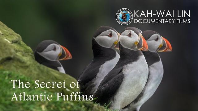 The secrets of atlantic puffins The secrets of atlantic puffins