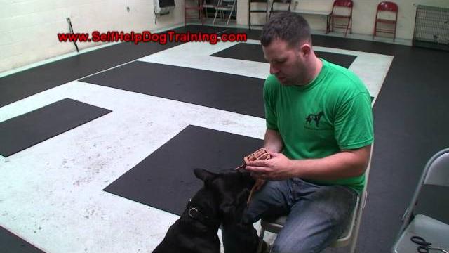 How to train a dog to wear a muzzle (k9-1.com) How to train a dog to wear a muzzle (k9-1.com)