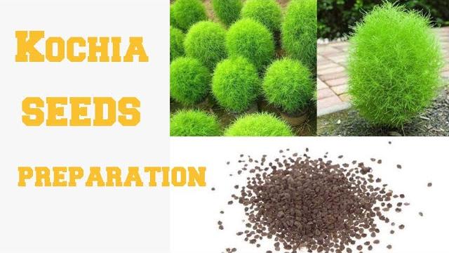 Kochia plant for seeds #shorts Kochia plant for seeds #shorts