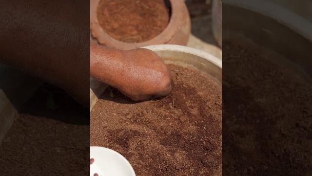 How to sow avarai plant in pots How to sow avarai plant in pots