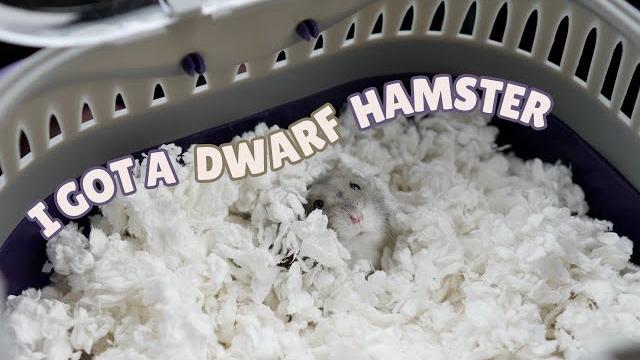 I got a dwarf hamster I got a dwarf hamster