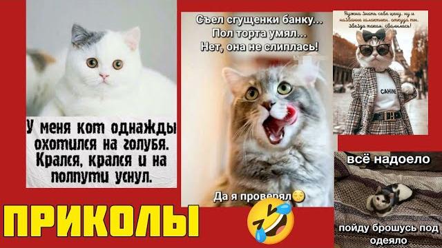 Шеф, всё пропало! кроме отличного настроения! лучшие мемы дня! смешные картинки приколы котики Шеф, всё пропало! кроме отличного настроения! лучшие мемы дня! смешные картинки приколы котики