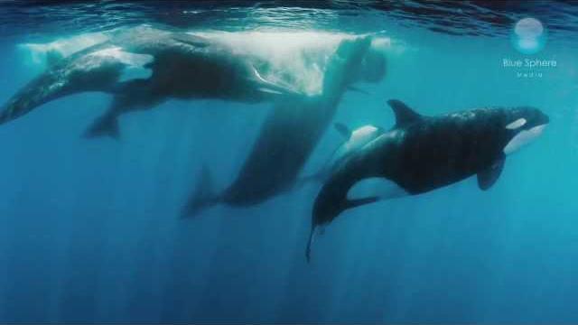 Orcas vs sperm whales Orcas vs sperm whales