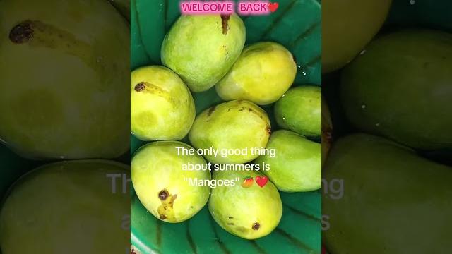 The only good thing about is summers is "mangoes" #shorts #mango #summer #viral #love #fruit The only good thing about is summers is "mangoes" #shorts #mango #summer #viral #love #fruit