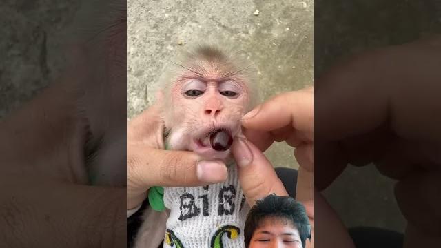 Funny video part48 #monkey #babymonkey #funny #animals #cute #dj #remix #music #duet #aicover Funny video part48 #monkey #babymonkey #funny #animals #cute #dj #remix #music #duet #aicover