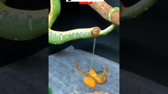 Amazing snake gave birth #asmr #viral Amazing snake gave birth #asmr #viral