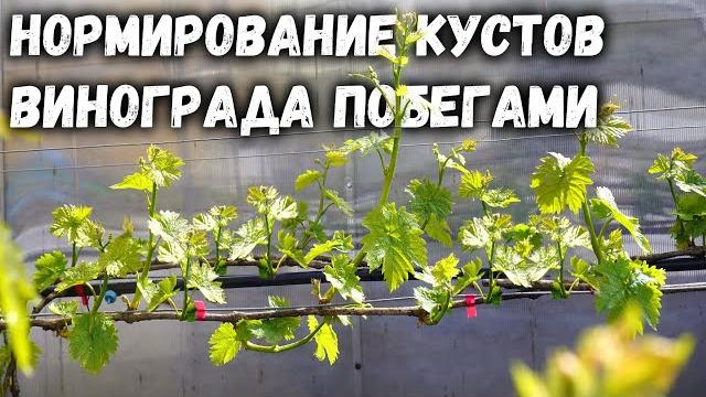 Нормирование кустов винограда побегами Нормирование кустов винограда побегами