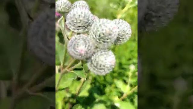 Лопух большой. репейник. Лопух большой. репейник.