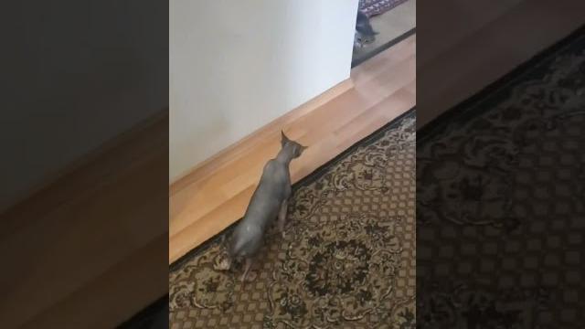Нам привезли кота ,(его не с кем было оставить на время отпуска ) , но знакомство не задалось сразу Нам привезли кота ,(его не с кем было оставить на время отпуска ) , но знакомство не задалось сразу