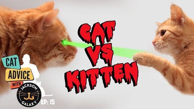An imperfect pair: when cat energy and age clash An imperfect pair: when cat energy and age clash