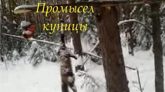 Охота на куницу капканами... Охота на куницу капканами...