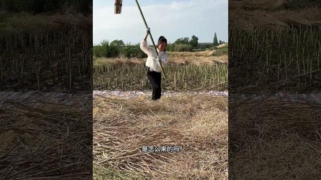 在阳姐的帮助下我终于可以自己来收菜籽榨油了,女人永远要相信自己,坚持努力一定会有收获的#坚强的阿妹 在阳姐的帮助下我终于可以自己来收菜籽榨油了,女人永远要相信自己,坚持努力一定会有收获的#坚强的阿妹