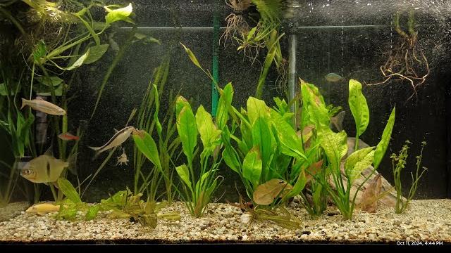 Amazon aquarium live - fantastic relax with sounds of natural 90 gallons aquarium no music Amazon aquarium live - fantastic relax with sounds of natural 90 gallons aquarium no music