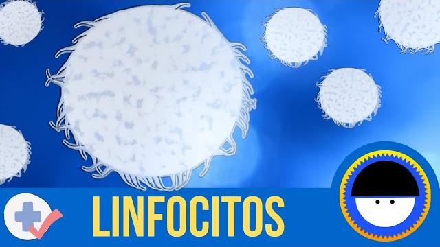 ¿qué son los linfocitos? | ¿qué son los anticuerpos o inmunoglobulinas? | breve definición animada ¿qué son los linfocitos? | ¿qué son los anticuerpos o inmunoglobulinas? | breve definición animada