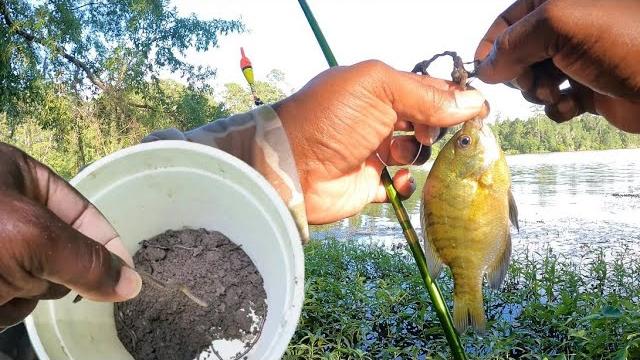 Found some worms and went bank fishing for bluegill Found some worms and went bank fishing for bluegill