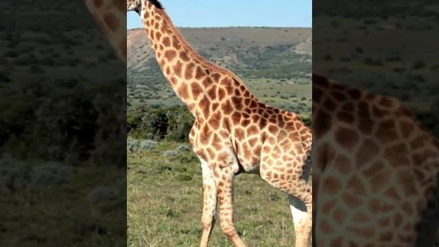 Giraffe sound | giraffe sound video | giraffe video #animalsname #animalsouds #animals Giraffe sound | giraffe sound video | giraffe video #animalsname #animalsouds #animals