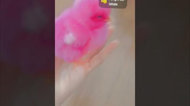 Benim güzel prensesim Benim güzel prensesim