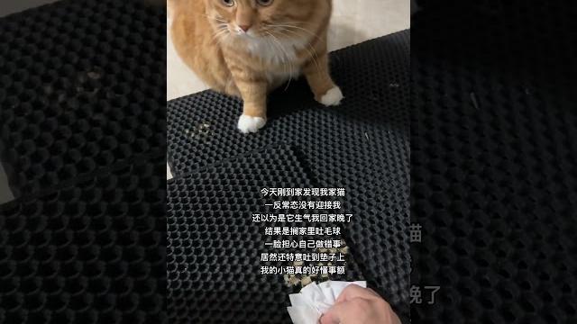 我的小猫真的好乖啊 我想我这辈子绝对不会再养第二只猫了 我的小猫真的好乖啊 我想我这辈子绝对不会再养第二只猫了