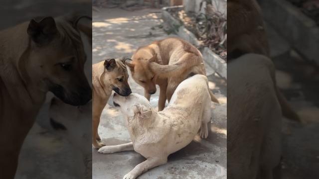 Dog #dog #dogfunny #animals #dogvideo Dog #dog #dogfunny #animals #dogvideo