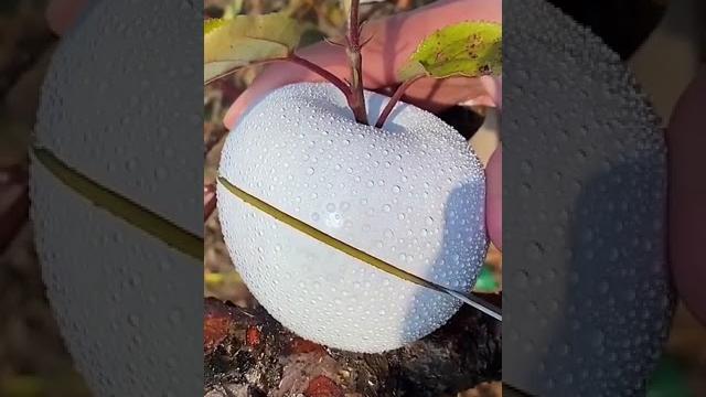 White apple cut White apple cut