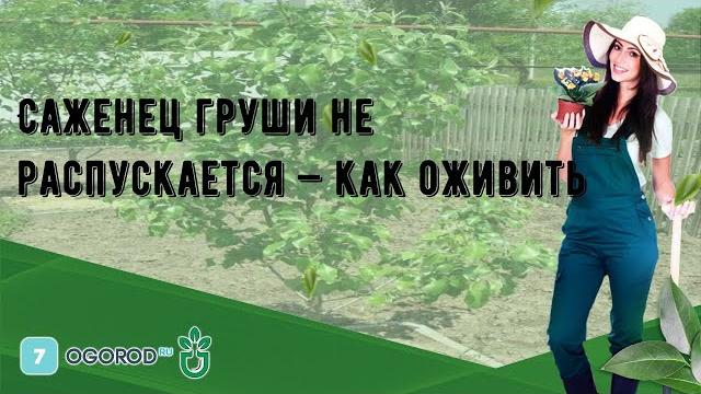 Саженец груши не распускается — как оживить Саженец груши не распускается — как оживить