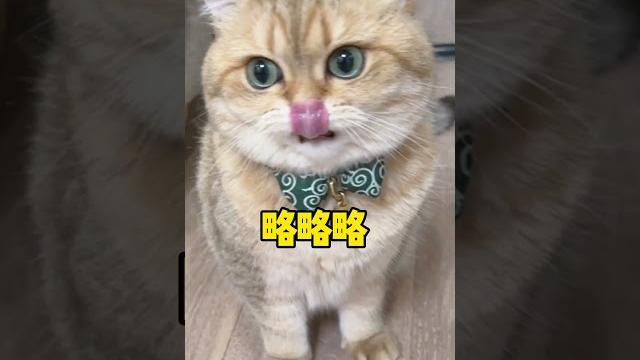 你们家猫把你当妈妈还是管家? #咯噔小话唠#618好物#石头扫地机器人#石头p20plus 你们家猫把你当妈妈还是管家? #咯噔小话唠#618好物#石头扫地机器人#石头p20plus