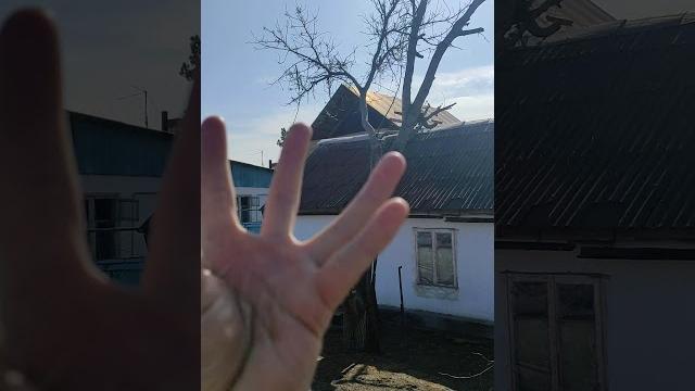 Как спилить дерево дёшево? Как спилить дерево дёшево?