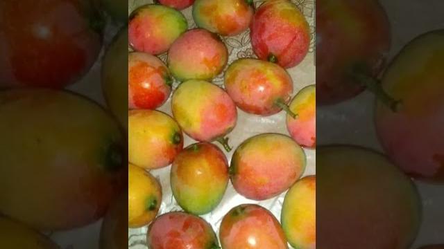 Lovely mango Lovely mango