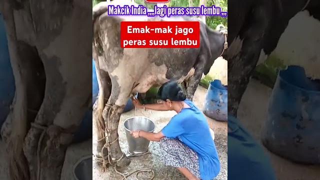 Mama india jago peras susu lembu #sapilembu #susuasli #berkoalitas #youtube #funny #shorts #short Mama india jago peras susu lembu #sapilembu #susuasli #berkoalitas #youtube #funny #shorts #short