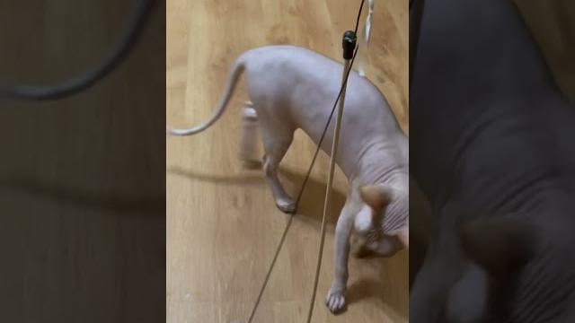 Tango #cat #cats #kitten #pet #catsofinstagram #kittylove #cutecats #meow #pets #animals Tango #cat #cats #kitten #pet #catsofinstagram #kittylove #cutecats #meow #pets #animals