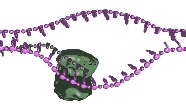 Homology-dependent double strand break repair Homology-dependent double strand break repair
