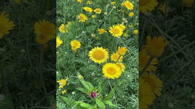Daisy summer vibes - moments of calm Daisy summer vibes - moments of calm