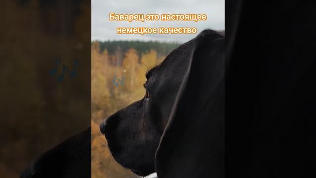 Баварец это настоящее немецкое качество. выбирай лучшее для себя #баварскаягончая #бмв #bmw Баварец это настоящее немецкое качество. выбирай лучшее для себя #баварскаягончая #бмв #bmw