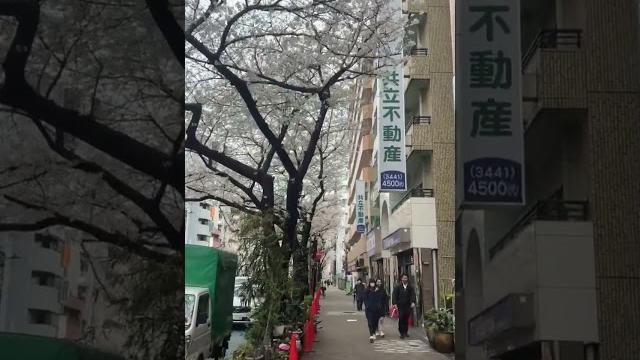 Masyaallah indahnya musim semi jepang.. from : azka. #shortvideo #video #travel #jepang #sigmaent Masyaallah indahnya musim semi jepang.. from : azka. #shortvideo #video #travel #jepang #sigmaent