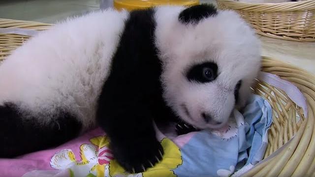 Raising an abandoned baby panda | panda babies | bbc earth Raising an abandoned baby panda | panda babies | bbc earth