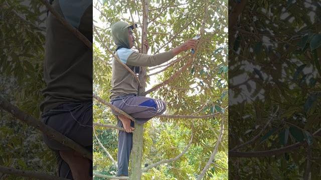 Pruning durian bawor di kebun bos agus widodo Pruning durian bawor di kebun bos agus widodo