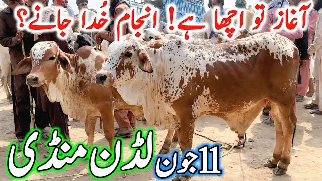 Luddan cow mandi today latest update 11-06-2025 - cow mandi 2025 - cholistani bachre in ludan mandi Luddan cow mandi today latest update 11-06-2025 - cow mandi 2025 - cholistani bachre in ludan mandi