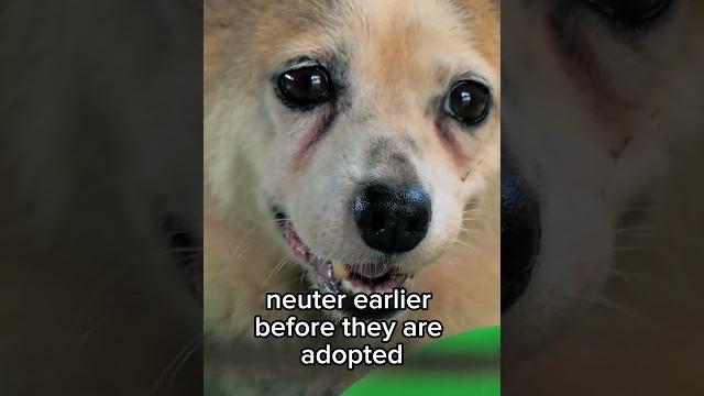 What age to spay/neuter your dog? What age to spay/neuter your dog?