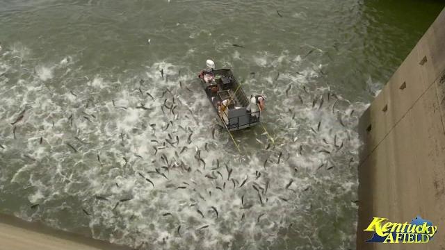 Electrofishing a huge school of asian carp below barkley dam Electrofishing a huge school of asian carp below barkley dam